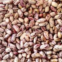 لوبیا چیتی تازه وخوشپخت