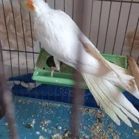 عروس هلندی