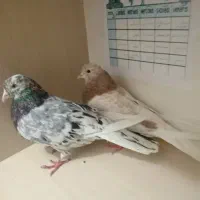 یه جفت کفتر سرور هوای به شرط|پرنده|محمدشهر, محمدشهر|دیوار