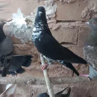 کبوتر پرشی ساعتی