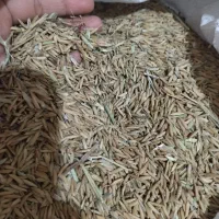 شالی ندا