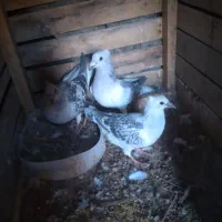 جفت بدرنگ شامی