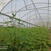 3هکتار گلخانه اسپانیایی با سند شش دانگ|فروش دفتر صنعتی، کشاورزی، تجاری|ورامین, ورامین|دیوار