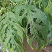 3 تا گل مقاوم وکم نور قیمت مناسب واستون شارژ کردیم|گل و گیاه طبیعی|سبزوار, عظیمیان|دیوار