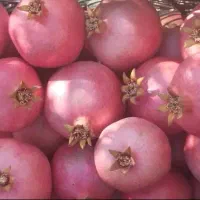 محصول انارت یکدست نیست / داخلش نرسیده است