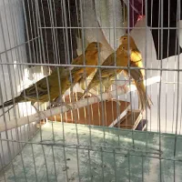 ماده قناری جوان|پرنده|کرمان, |دیوار