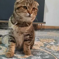 گربه6ماهه اسکاتیش برتیش