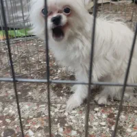 سگ سایز ریز