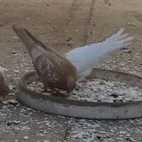 کفتر