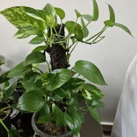 گل طبیعی|گل و گیاه طبیعی|اصفهان, سرتاوه|دیوار