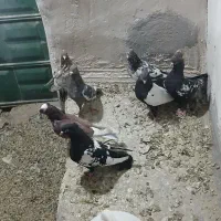 کبوتر|پرنده|کرفتو, |دیوار