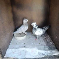 سرورنر سوسکی ماده گمشده|پرنده|نسیمشهر, |دیوار