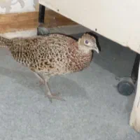 قرقابل|پرنده|مشهد, امیریه|دیوار