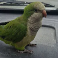 طوطی راهب گمشده