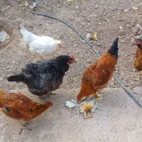 دو عدد مرغ و یک خروس دو جوجه|حیوانات مزرعه|اسفراین, |دیوار