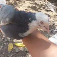 کفتر|پرنده|دماوند, دماوند|دیوار