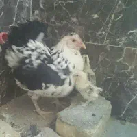 مرغ گلین لری . با جوجه|پرنده|مشهد, کوثر|دیوار