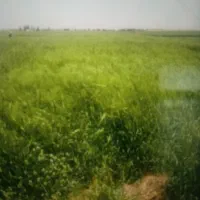 زمین کشاورزی