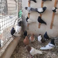 سلام ۲۵ تا کبوتر رنگه