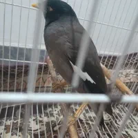 مینا هنوز به یک سال نرسیده