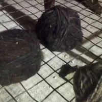 رشتن سفید و کال|لوازم خیاطی و بافتنی|لالی, |دیوار