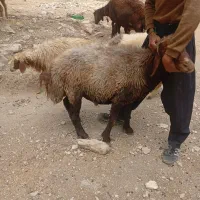 قوچ افشاری