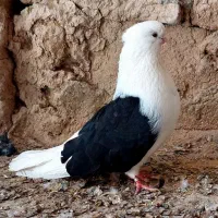 کبوتر پشت سیاه کاکلی