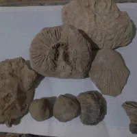 مجموعه فسیل