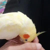 عروس هلندی|پرنده|زنجان, |دیوار