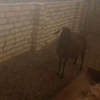 دوراس بره ماده مناسب داشت