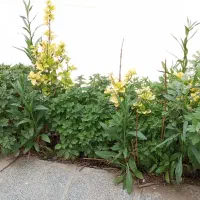 طبقه اول،سه خواب 200 متر بنا حاشیه خ جامی