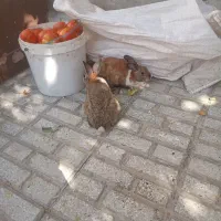خرگوش