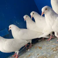 سلاره|پرنده|بندرعباس, |دیوار