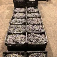 انگور سردشت و قزوینی به قیمت عمده|خدمات باغبانی و درختکاری|شیراز, زرهی|دیوار