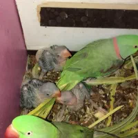 عروسهلندی نژادخاص.گیرینچیک جفت.شاه طوطی.|پرنده|اندیشه, شهرک مریم|دیوار