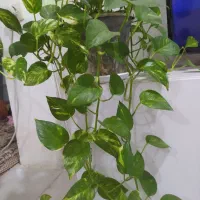 گل آپارتمانی|گل و گیاه طبیعی|بندر گناوه, |دیوار