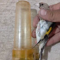 سهره کرمانی|پرنده|کرمان, |دیوار