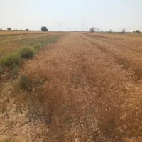 زمین کشاورزی 7000 متری مرغوب|فروش زمین و ملک کلنگی|اهواز, پادادشهر|دیوار