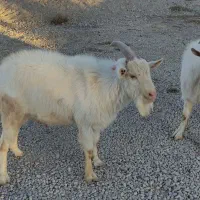 باسلام.   بز نره سانن|حیوانات مزرعه|رزن, |دیوار