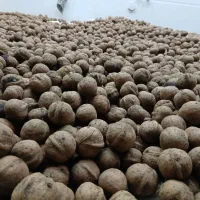گردو|خوردنی و آشامیدنی|کنگاور, |دیوار