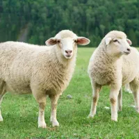 گوسفند گم شده