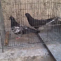 جوجه