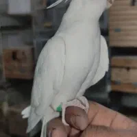 عروس هلندی نر دوکت آلبینو دستی و نر لوتینو ۱ ساله|پرنده|لار, |دیوار