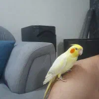 جفت عروس هلندی لوتینو فروش فوری