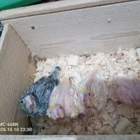 جوجه عروس 10روزه