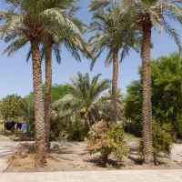 فروش نخل