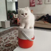 پرشین|گربه|اصفهان, گلستان|دیوار