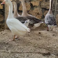 فروش ۵ عدد قو غاز