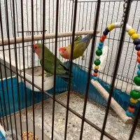 طوطی برزیلی|پرنده|رشت, دخانیات|دیوار