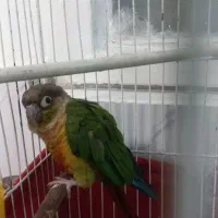 طوطی گرینچیک|پرنده|اسلامشهر, شهرک مهدیه|دیوار